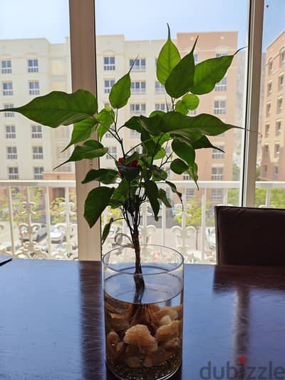 Bonsai Banyan tree Home indoor plant