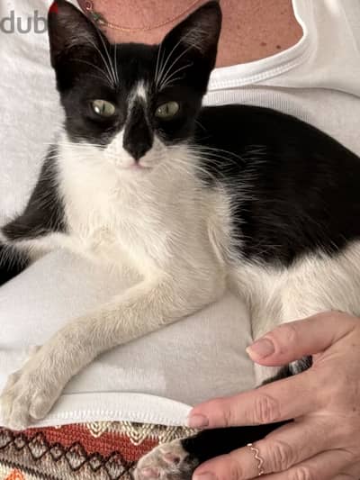 Give 3 months male Arabian Mau