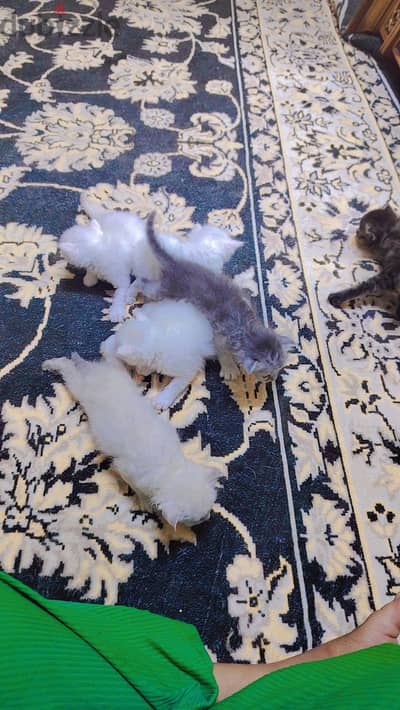kitten for sale