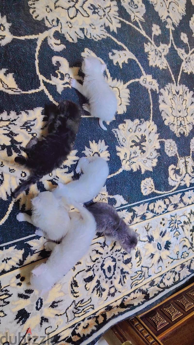 kitten for sale 1