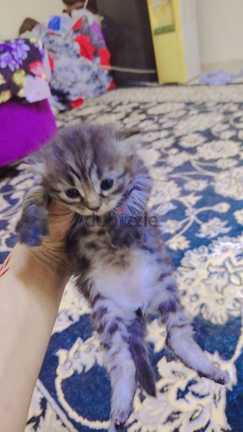kitten for sale 2