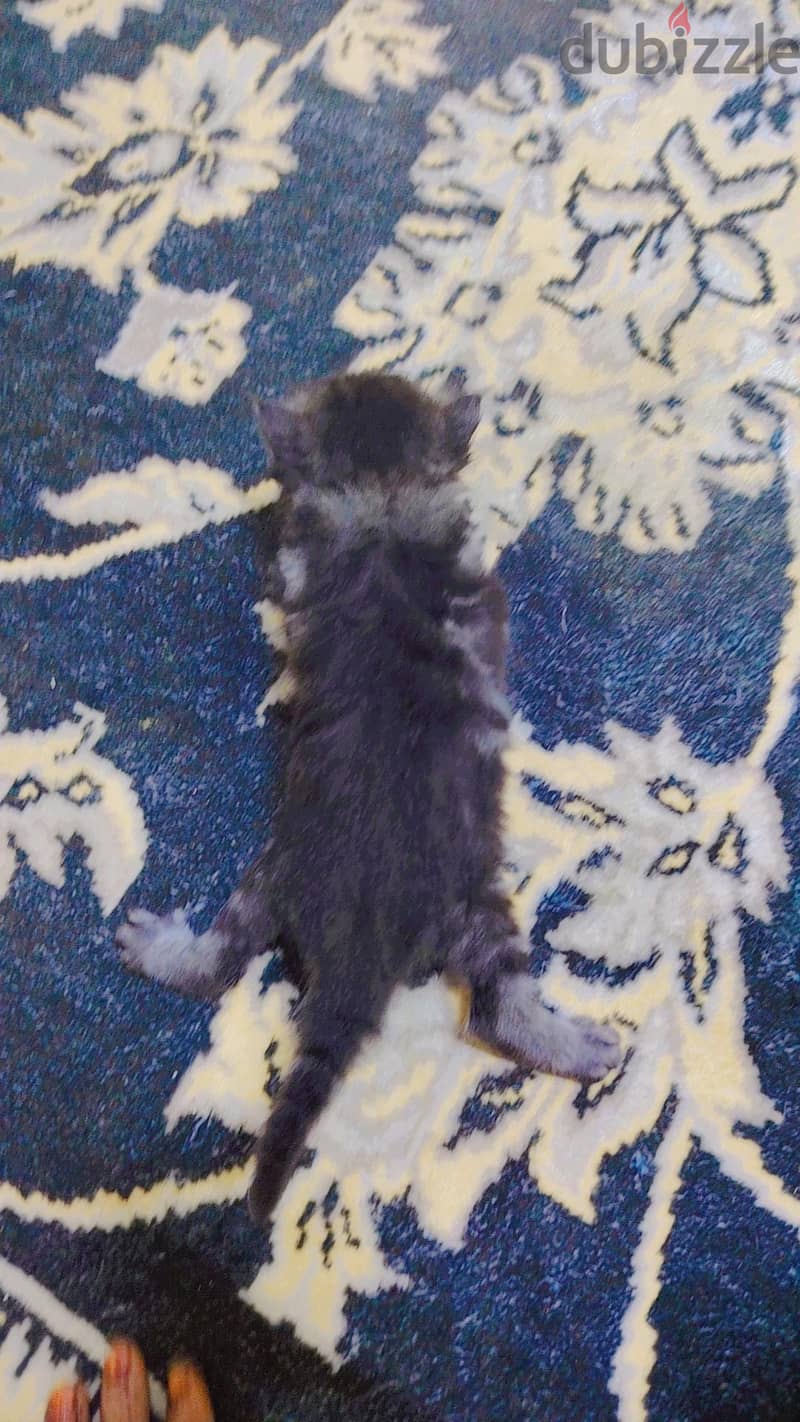 kitten for sale 3