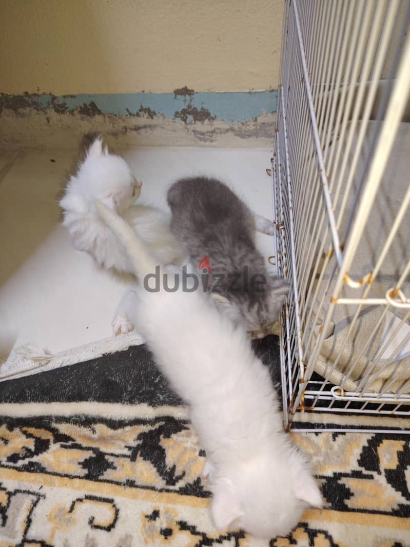 kitten for sale 4