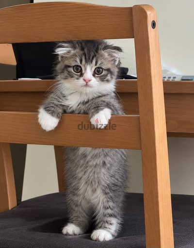 Scottish fold سكوتش فولد
