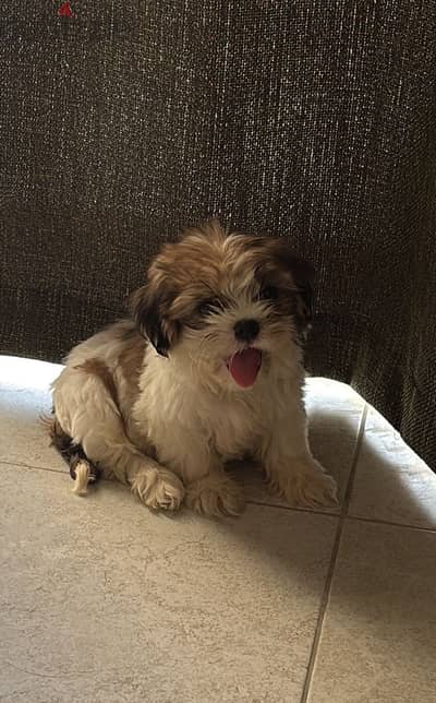 Shihtzu Puppy