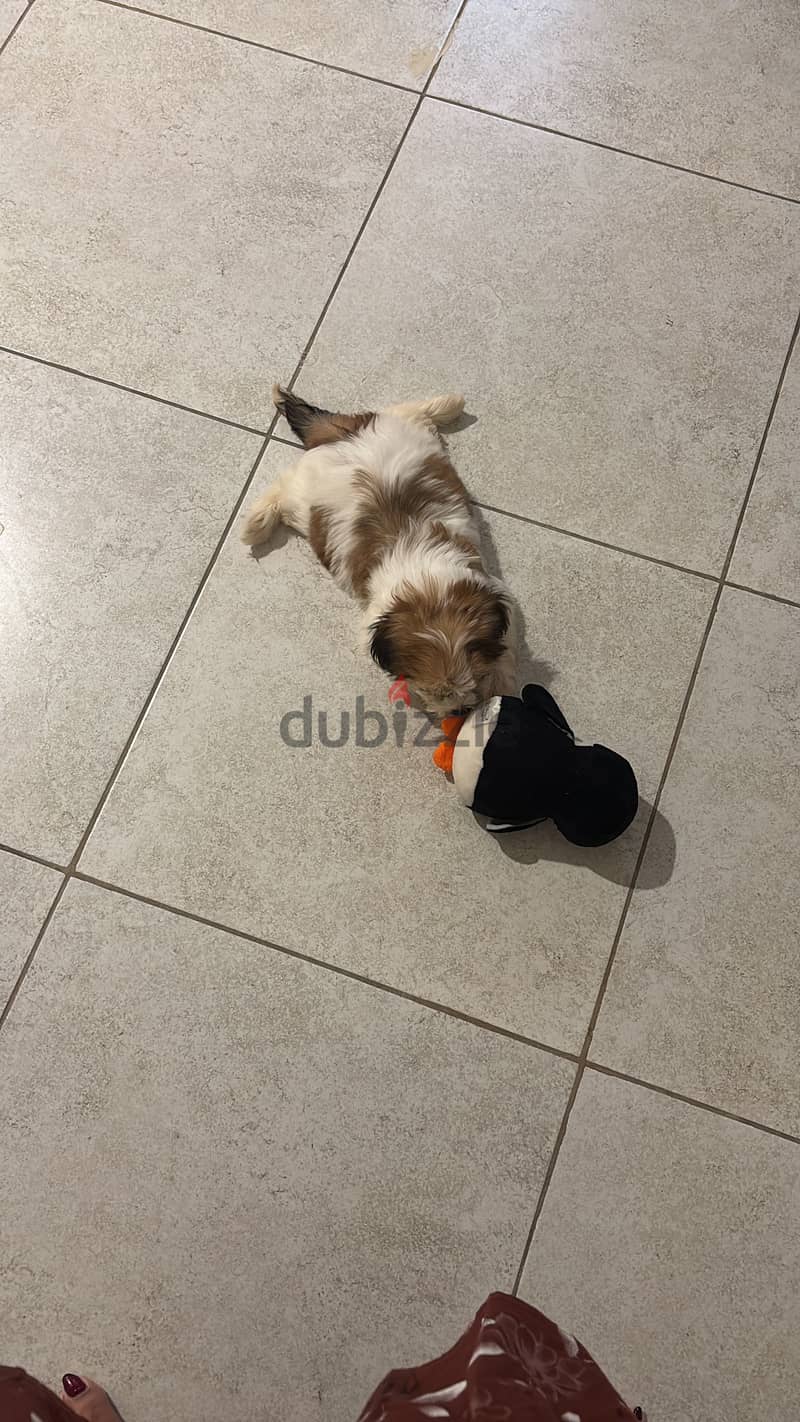 Shihtzu Puppy 1