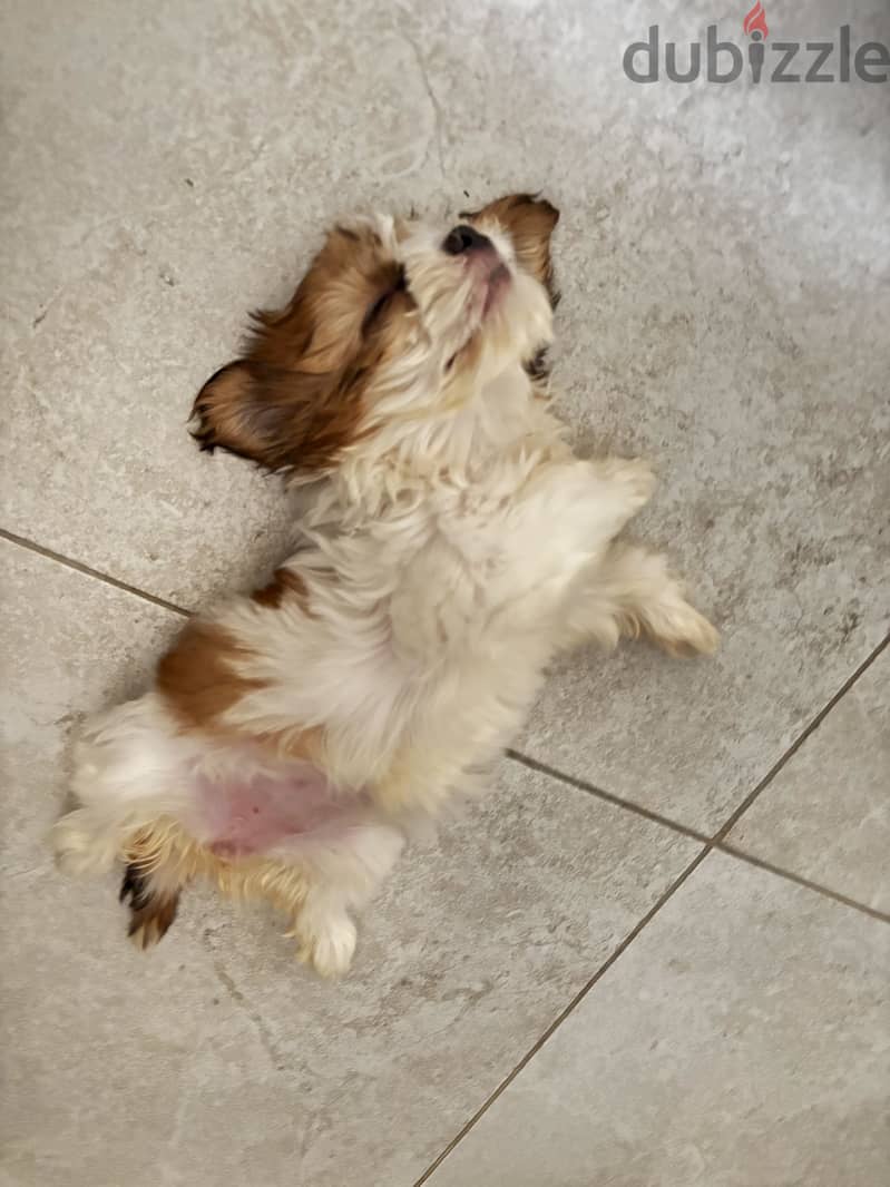 Shihtzu Puppy 3