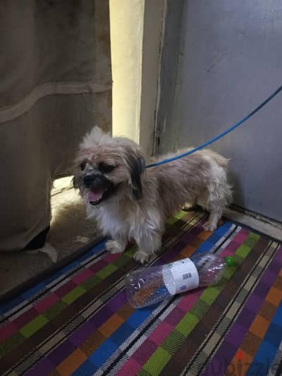 dogs for sale