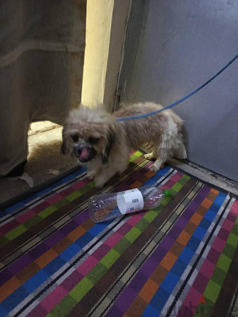dogs for sale 1