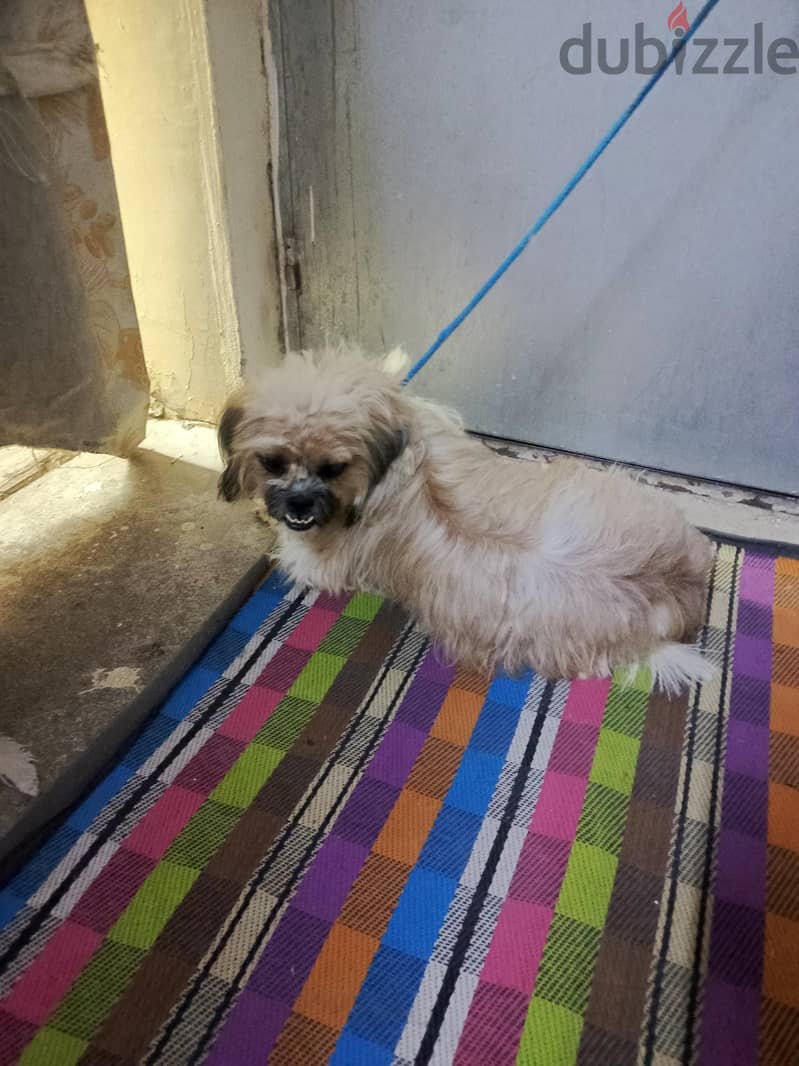 dogs for sale 2