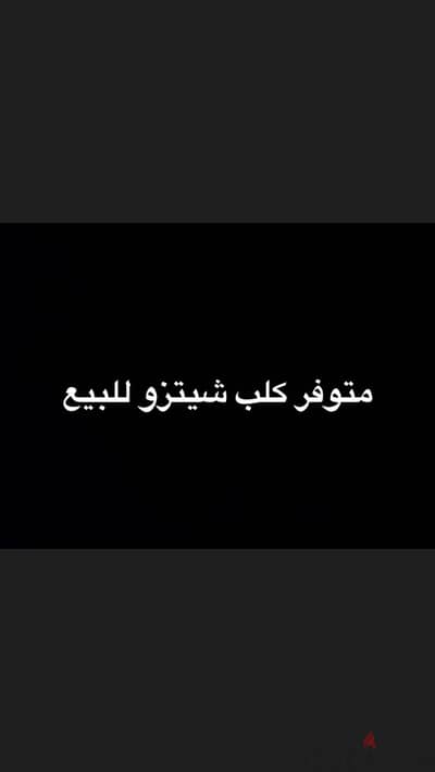 متوفر كلب شيتزو