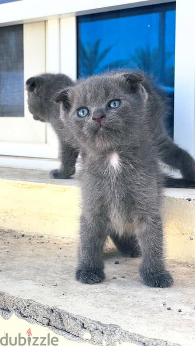 kittens