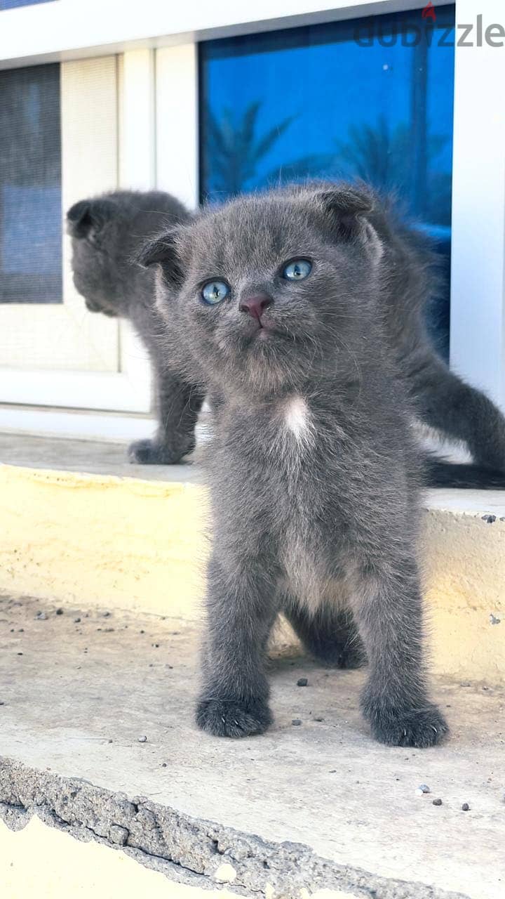 kittens 1