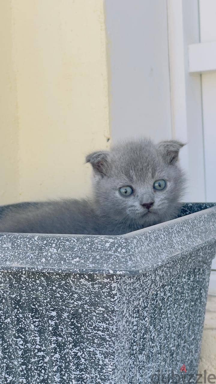 kittens 2