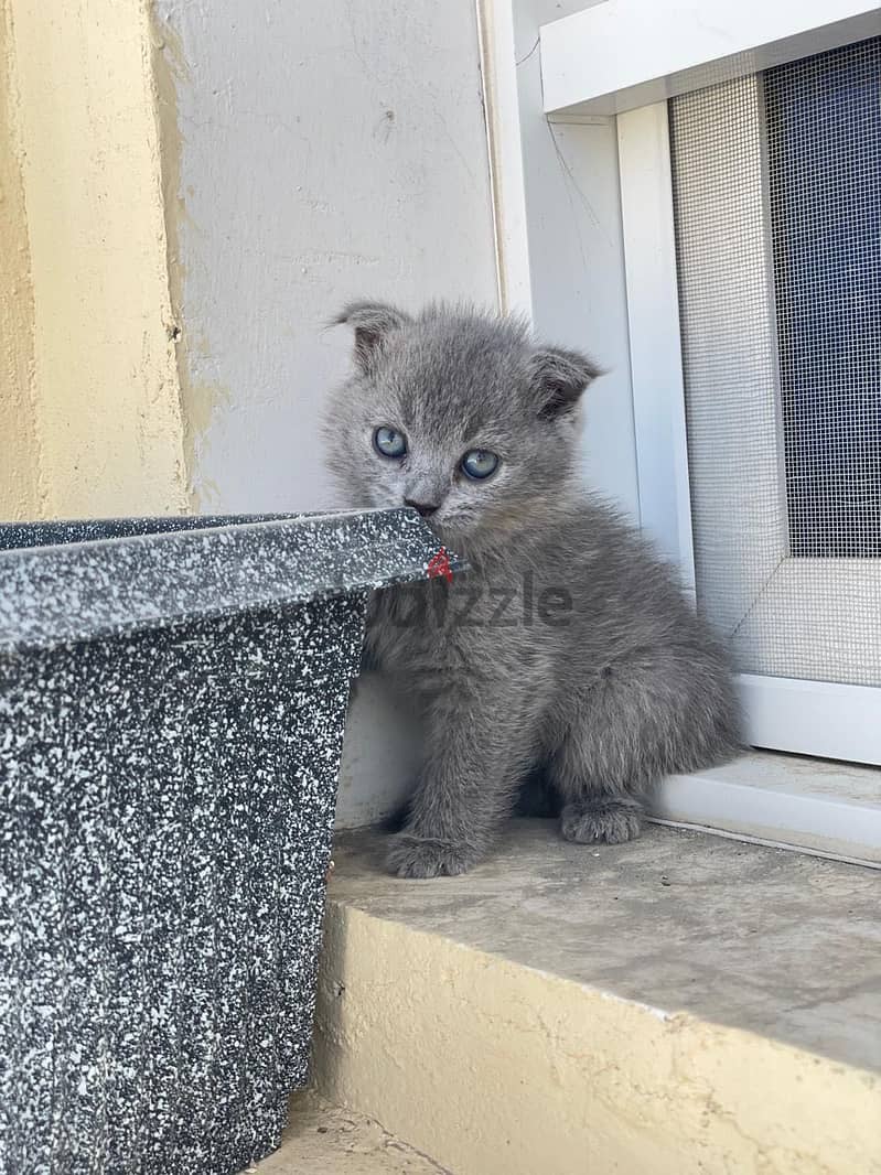 kittens 4