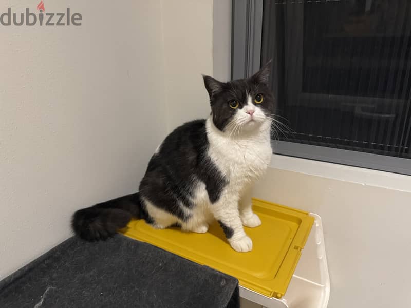 Female Cat for adoption/free،قطة انثى معقمة للتبني مجانا 2