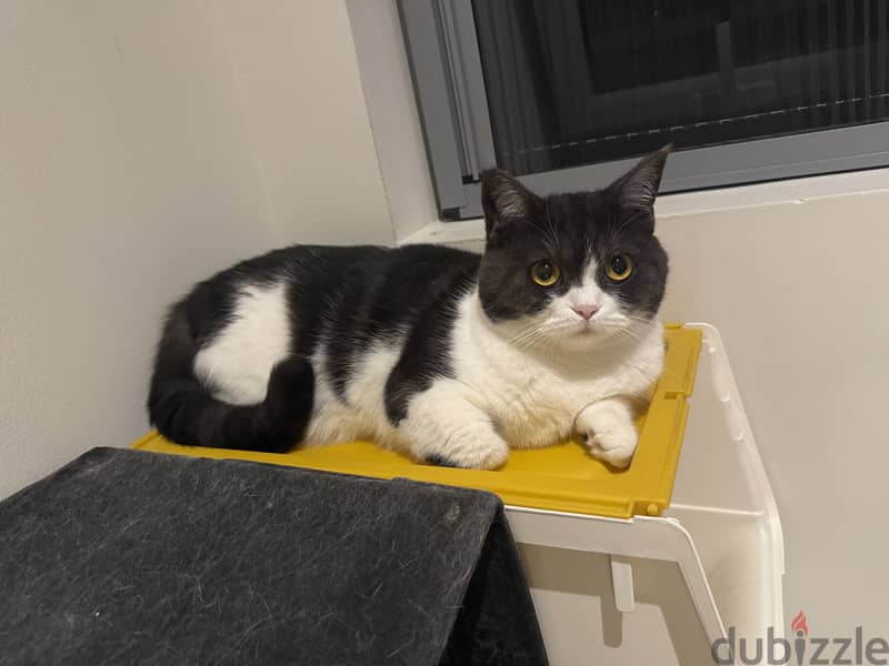 Female Cat for adoption/free،قطة انثى معقمة للتبني مجانا 3