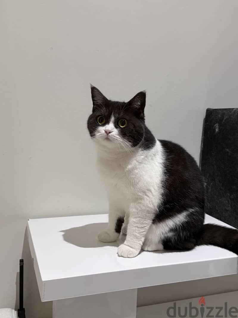 Female Cat for adoption/free،قطة انثى معقمة للتبني مجانا 1