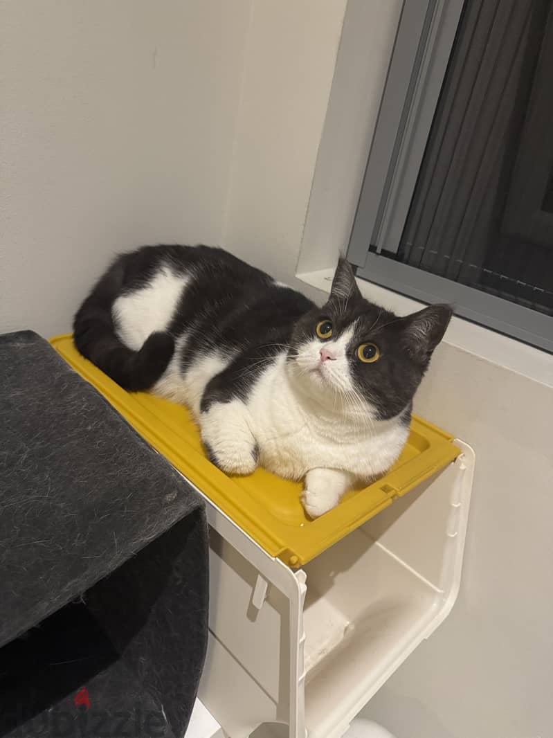 Female Cat for adoption/free،قطة انثى معقمة للتبني مجانا 4
