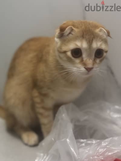 Mix scotish fold cat for adoption
