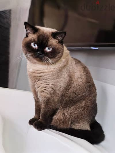 British Shorthair Chocolate Point