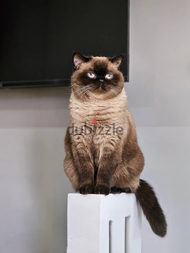 British Shorthair Chocolate Point 1