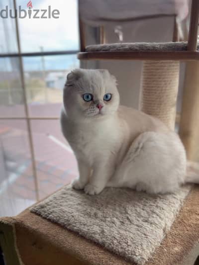 Scottish fold white cat with blue eyes