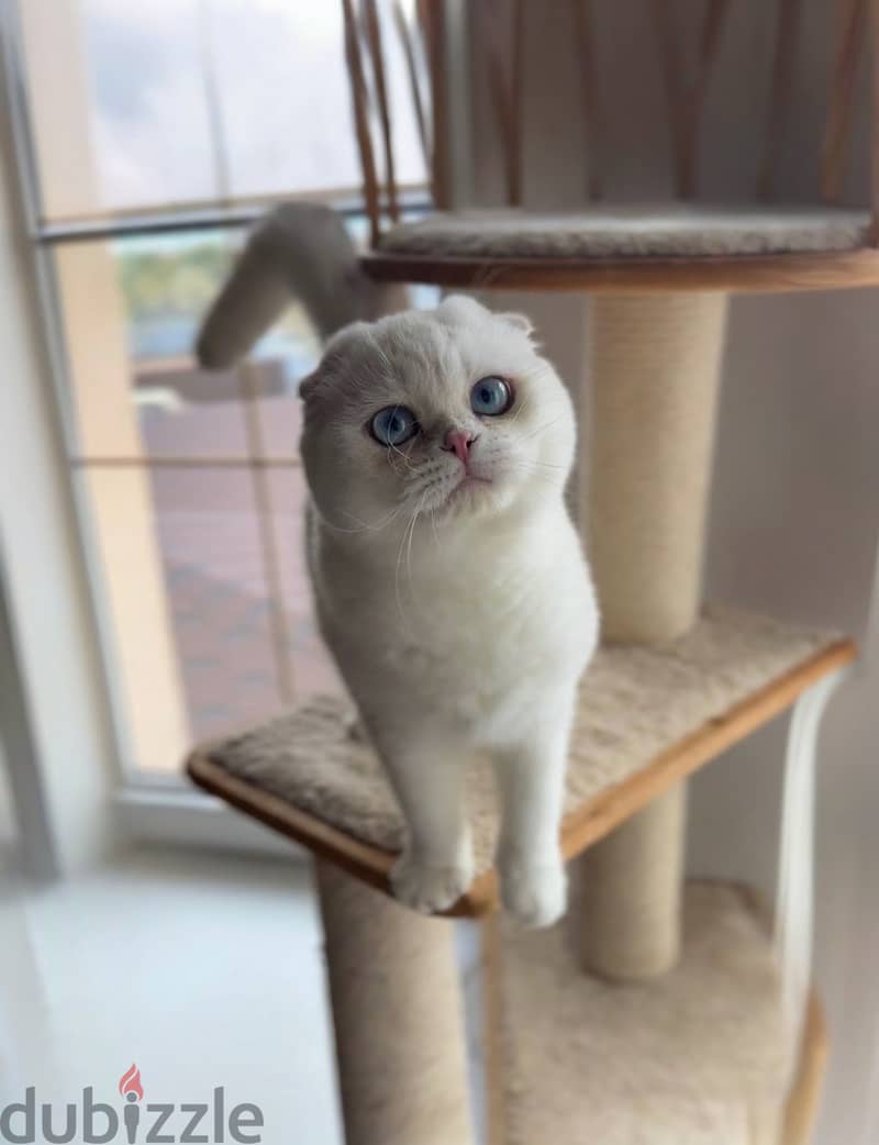 Scottish fold white cat with blue eyes 1