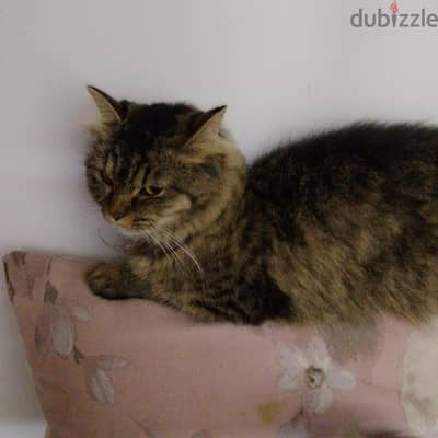 Persian cats and kittens