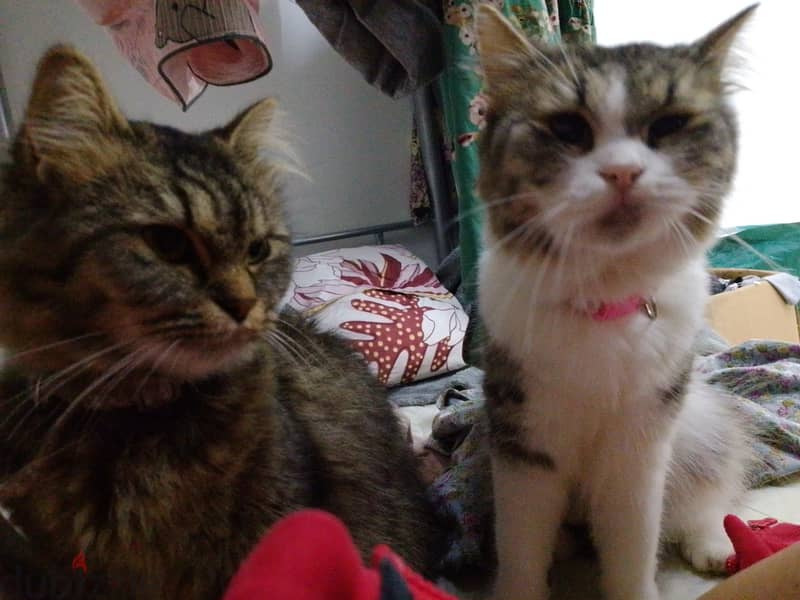 Persian cats and kittens 1