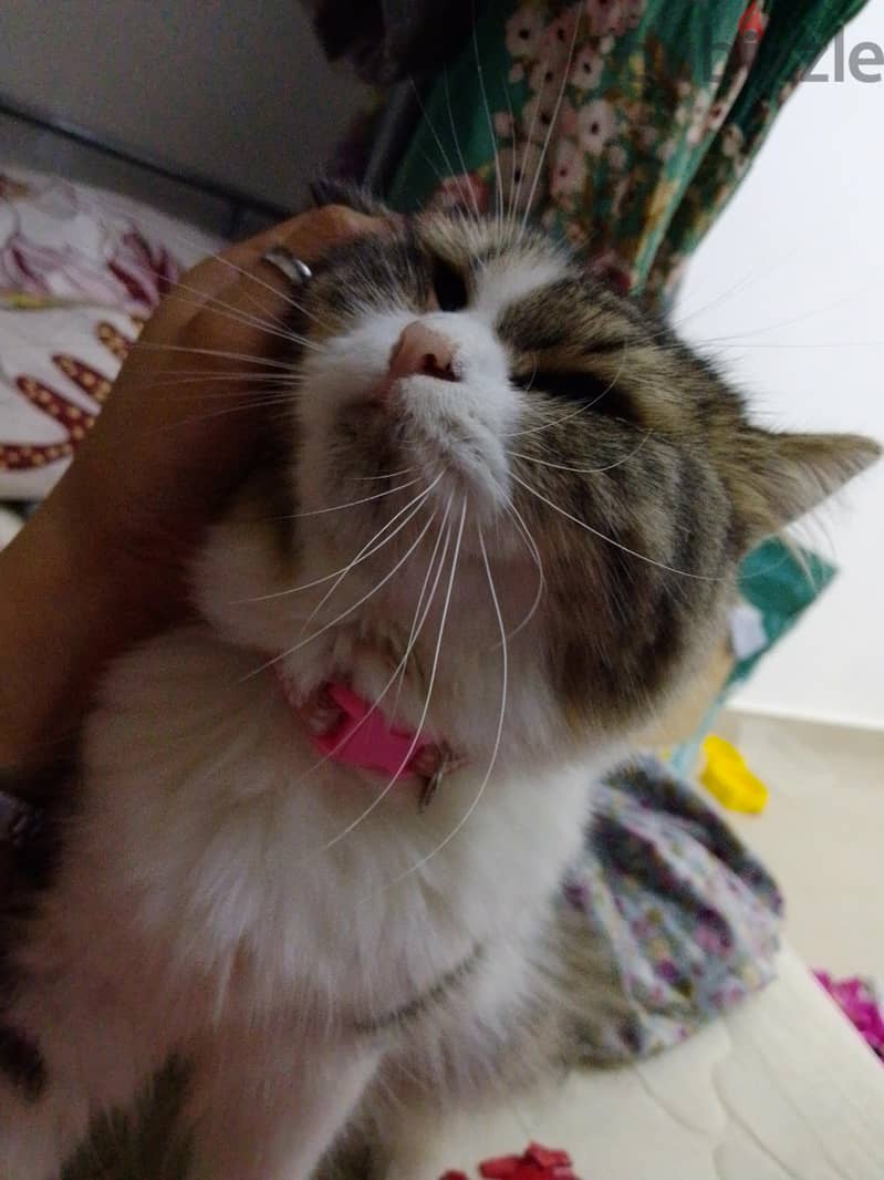 Persian cats and kittens 3