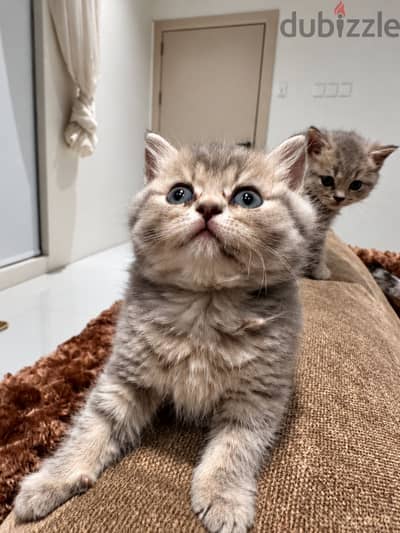 Scottish shorthair