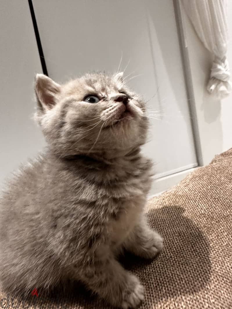 Scottish shorthair 1
