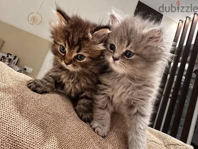 Scottish Longhair