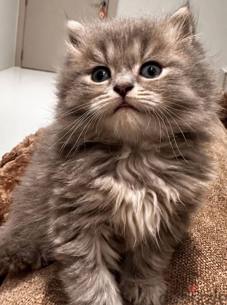 Scottish Longhair 1