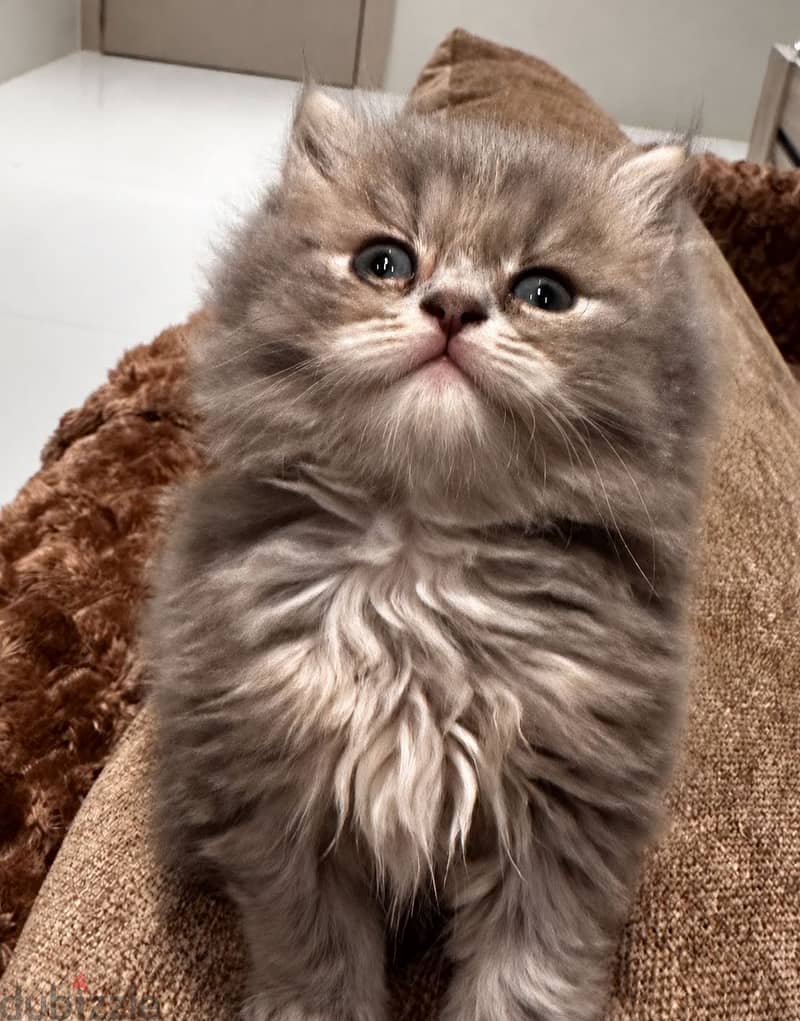 Scottish Longhair 3