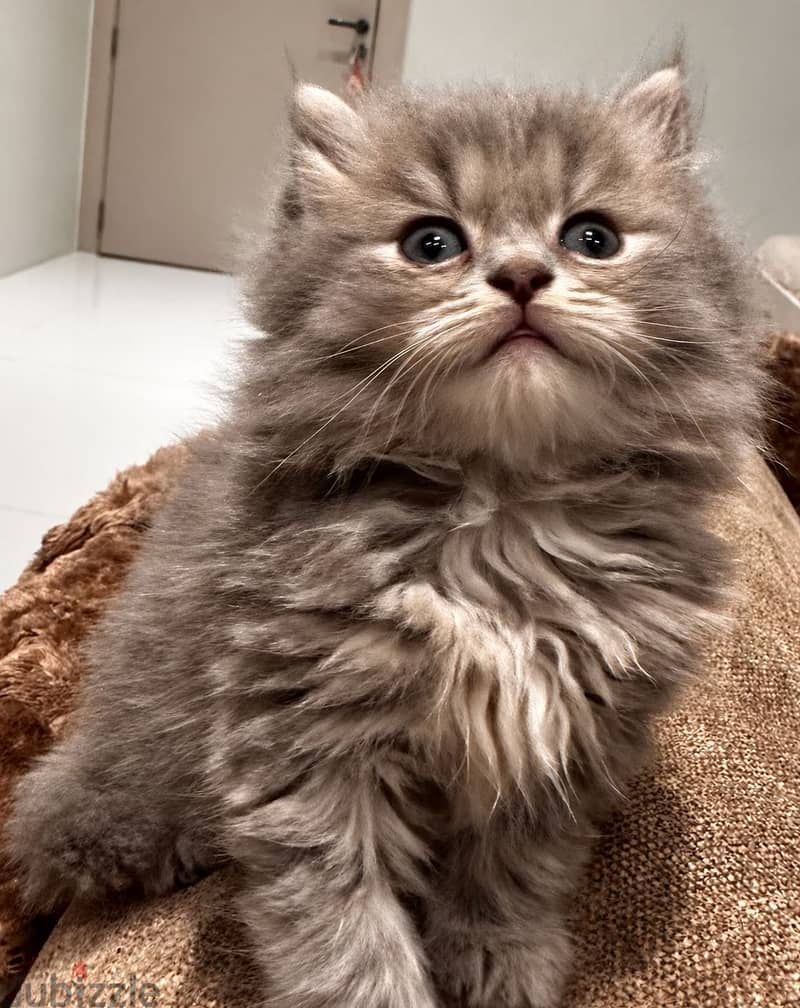 Scottish Longhair 4