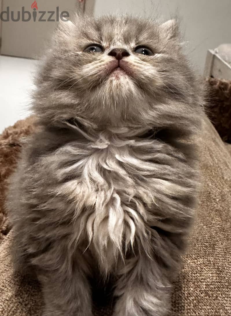 Scottish Longhair 5