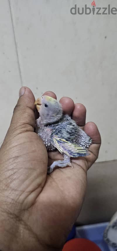 African love bird hand feeding chick for sale