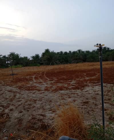 For Rent | Agricultural Land Ready for Cultivation in Saham, Wadi Bani Omar