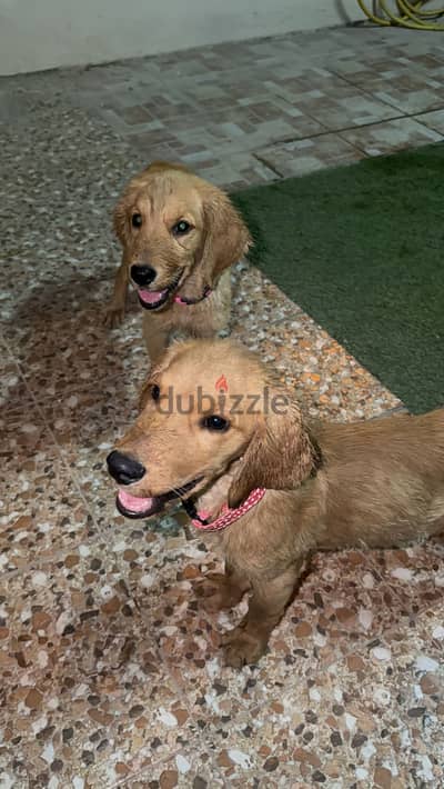 Golden retriever puppies for sale