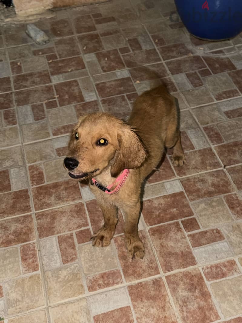 Golden retriever puppies for sale 2