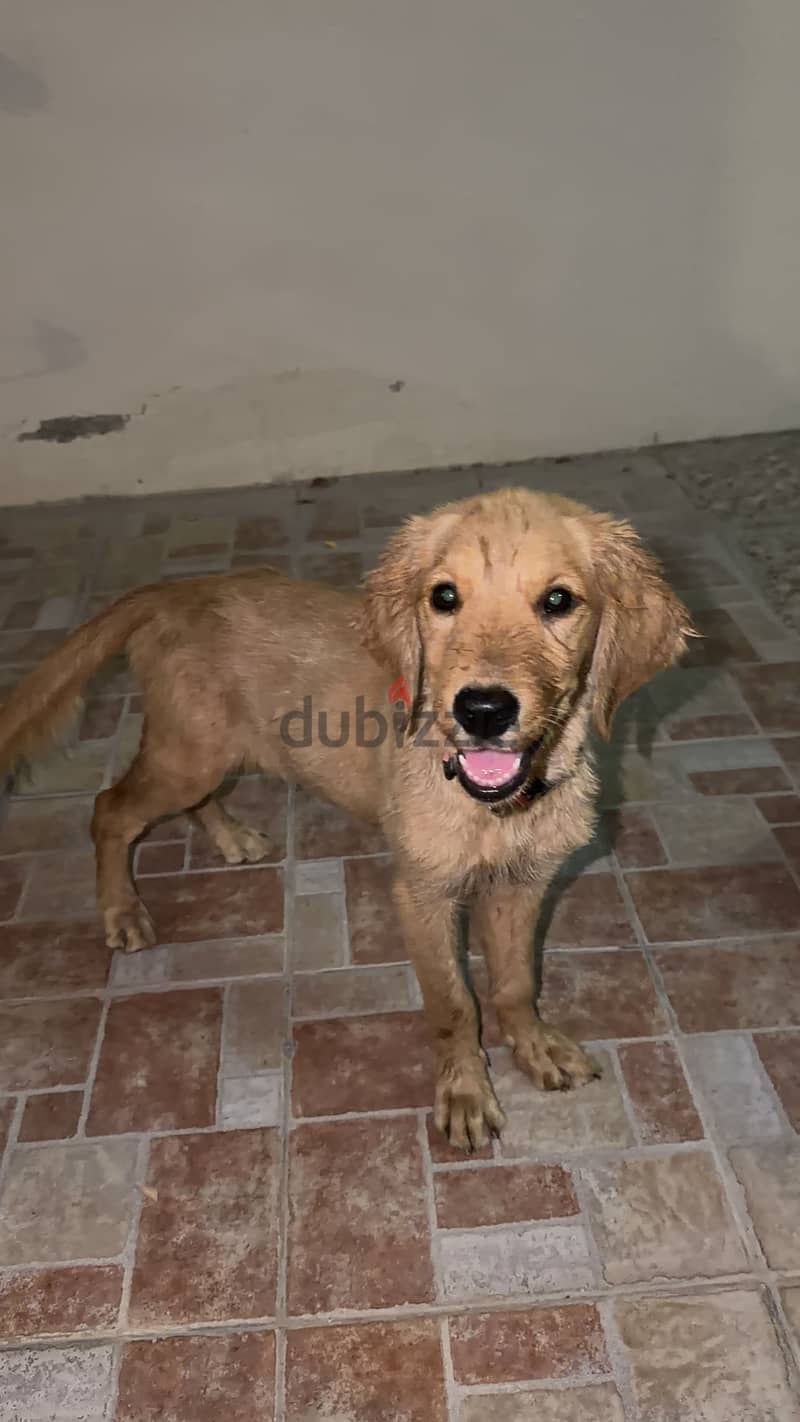 Golden retriever puppies for sale 3