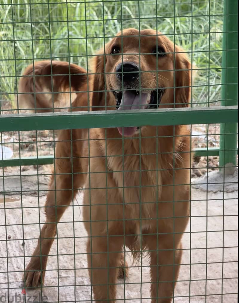 Golden retriever puppies for sale 5