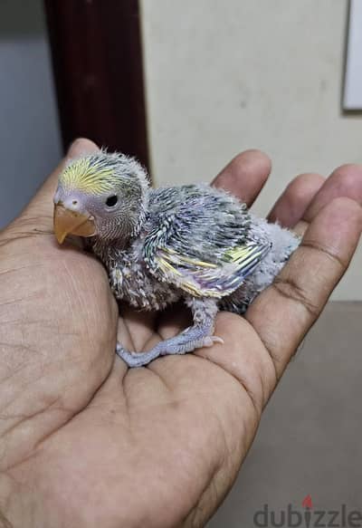African love bird hand feeding chick for sale