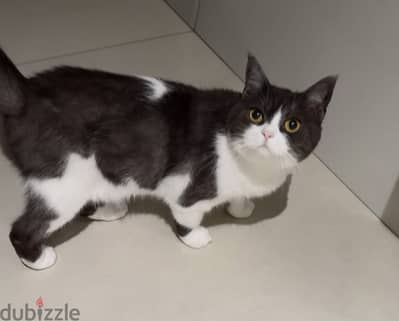 Female Cat for adoption/free،قطة انثى معقمة للتبني مجانا