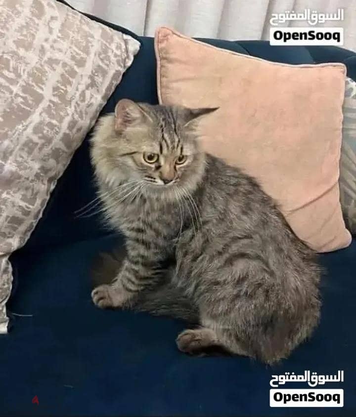 cat male Turkish angore for sell 1