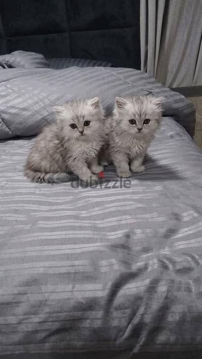 2 Persian kittens.