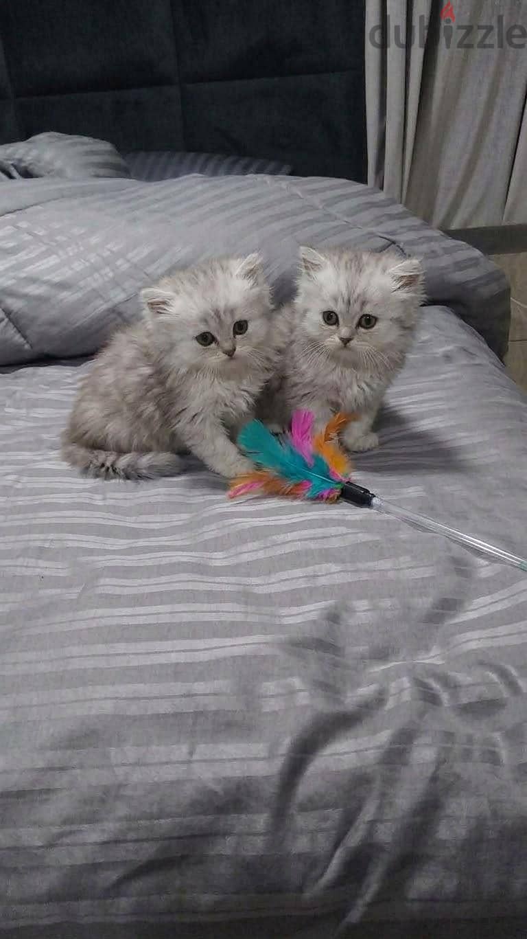 2 Persian kittens. 1