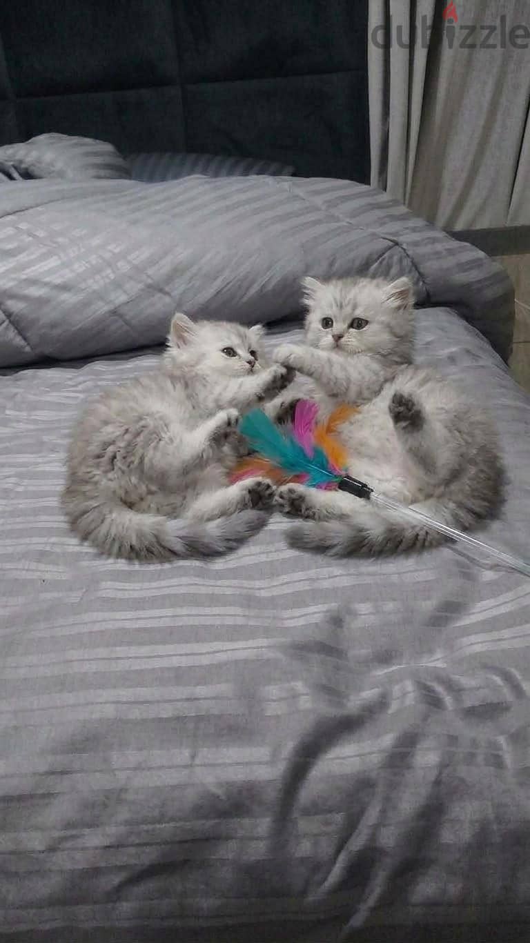 2 Persian kittens. 2